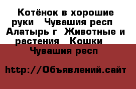 Котёнок в хорошие руки - Чувашия респ., Алатырь г. Животные и растения » Кошки   . Чувашия респ.